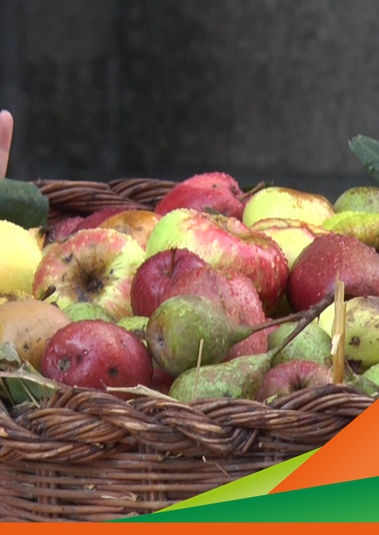 Frutti antichi: quando il passato genera il futuro. Webinar del progetto IBIO-ER