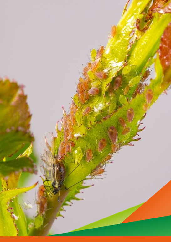Prova di difesa nei confronti dell'Afide Grigio e Verde del Melo - Visita guidata progetto SPOTS