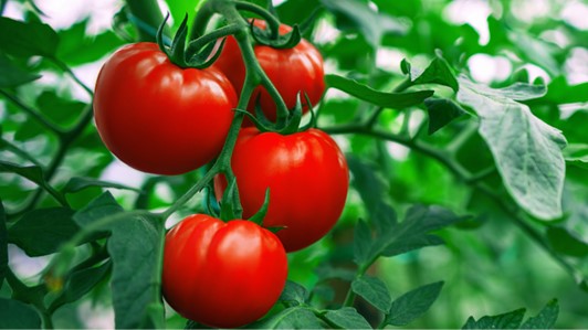 S.O.I.POM.I. - SERVIZI PER LA FILIERA DEL POMODORO DA INDUSTRIA S.O.I.Pom.I. - Servizi per la filiera del pomodoro da industria