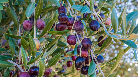 TERRE DELL’OLIVO - SUPPORTI OPERATIVI PER LA FILIERA OLIVICOLA TERRE DELL’OLIVO - Supporti operativi per la filiera olivicola