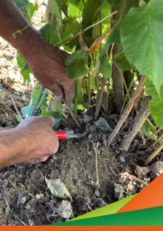 Aggiornamento tecnico su diserbo primaverile e spollonatura del frutteto. Progetto SPOTS