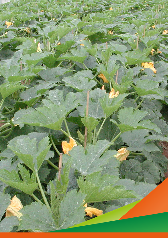Prove di difesa su zucchino biologico - Giornata dimostrativa