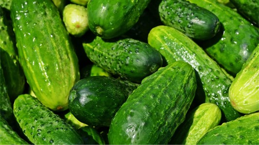 Raccolta meccanizzata del cetriolo  - AGRIROBOT