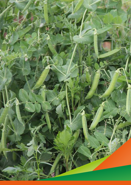 Visita in campo per prova pisello da industria e confronto varietale