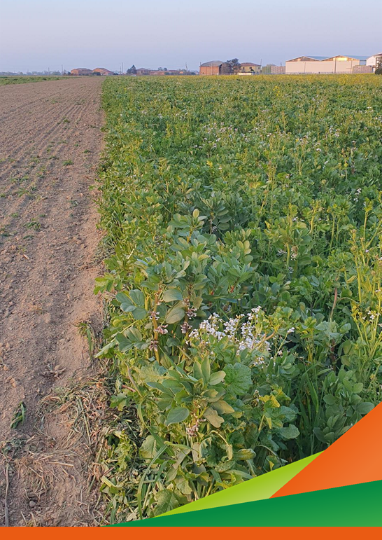 Orticoltura di qualità a basso impatto ambientale - Demoday Progetto ORTI.GO