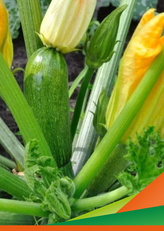 Progetto SI.ORTO – Visita alla prova afidi su zucchino