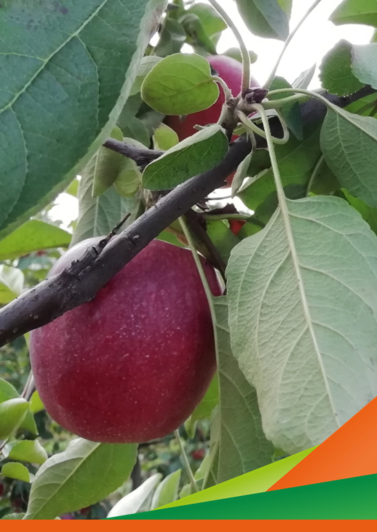 Mostra pomologica di campioni della biodiversità regionale (mele e pere) - Progetto VALORFRUIT