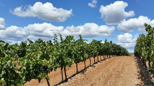 CLIMA.VIT.ER - STRATEGIE INNOVATIVE PER UNA VITIVINICOLTURA RESILIENTE CLIMA.VIT.ER - Strategie innovative per una vitivinicoltura resiliente