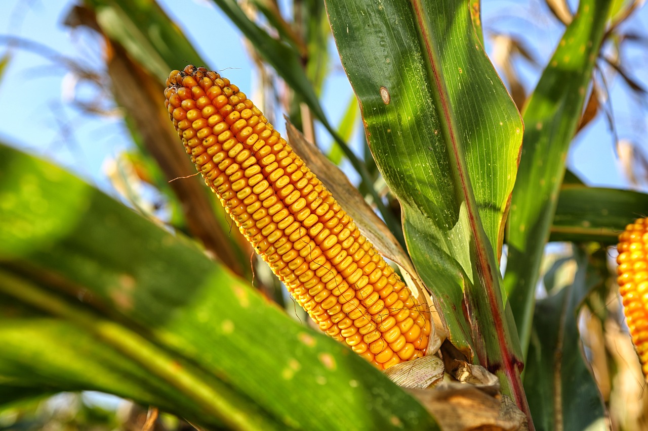 MAIZE-4E-R - APPROCCI INNOVATIVI PER LA FILIERA MAIDICOLA MAIZE-4E-R - approcci innovativi per la filiera maidicola