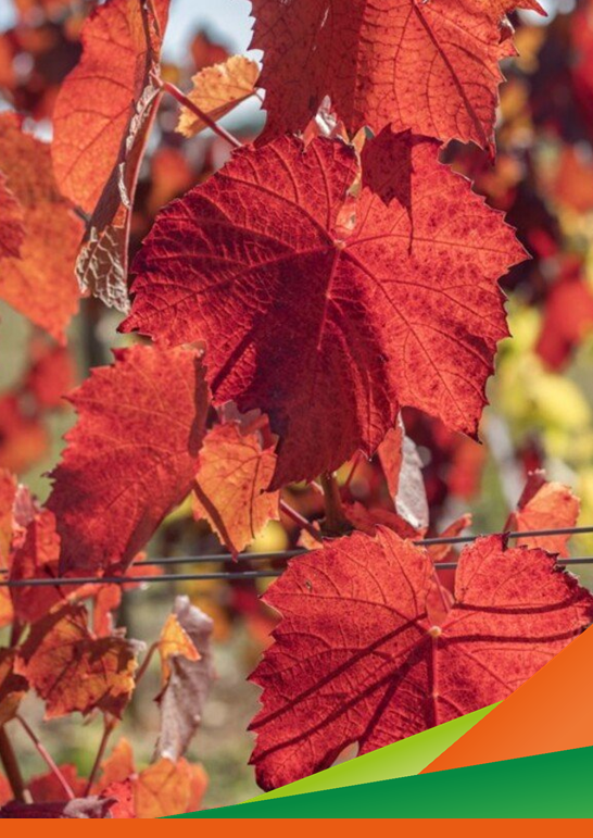 Individuazione di principi attivi a uso nutraceutico in foglie di vite e meccanizzazione della loro raccolta in vigneto – Webinar Progetto Vine Leaf for Life