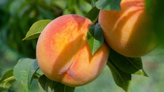 INNOVA.DRUPE - NUOVI STRUMENTI PER AVVERSITÀ SU DRUPACEE E NOCI INNOVA.DRUPE - Nuovi strumenti per avversità su drupacee e noci