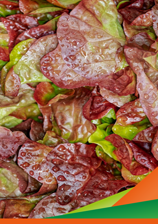 L’uso dell’ozono nella frigoconservazione  degli ortaggi a foglia: innovazioni e impatti  sulla IV gamma - giornata tecnica dimostrativa e visita guidata del progetto OCM Ricerca VIVA