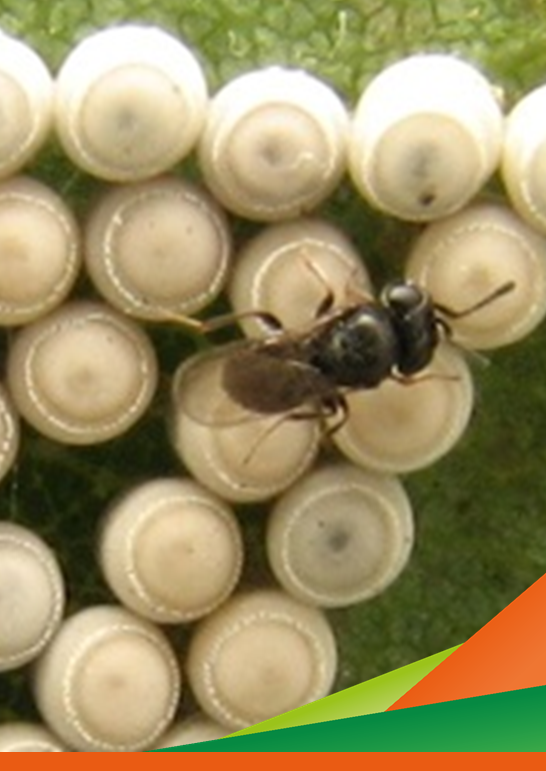 Applicazioni di tecniche di Cattura Massale e Attract and Kill nei confronti di Halyomorpha halys: risultati dei progetti PSR A&K e INTEGR.HALYS