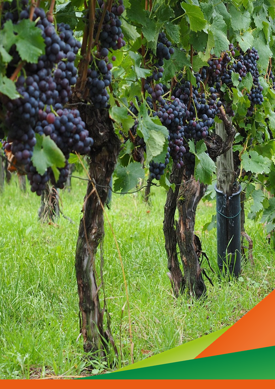 Nuove varietà resistenti per una vitivinicoltura competitiva, altamente sostenibile e resiliente al cambiamento climatico"