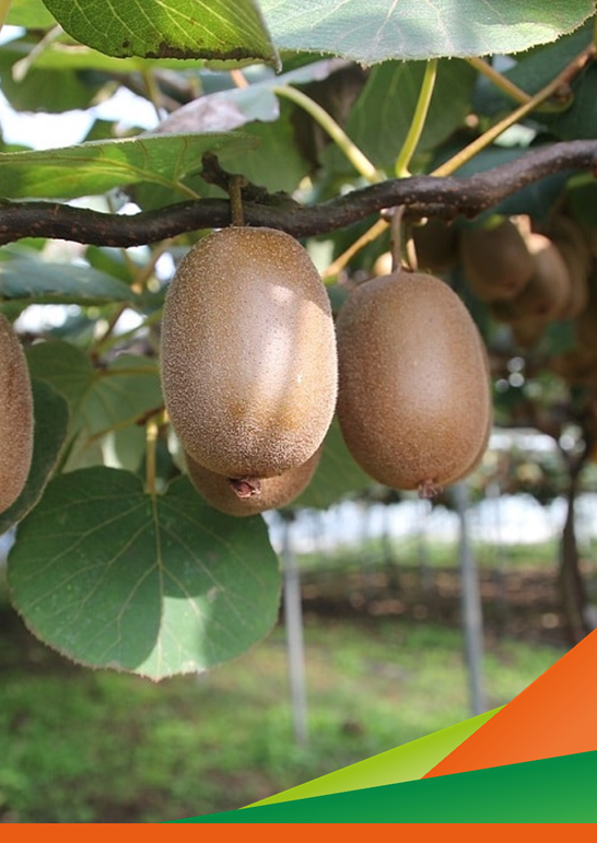 Tecniche di difesa innovative delle colture frutticole. Progetto OCM Ortofrutta resiliente (attività 1)
