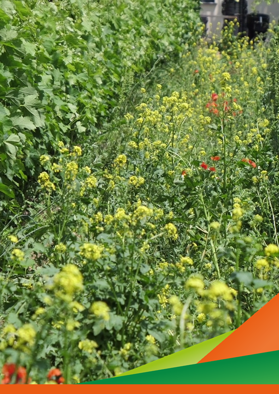 Aggiornamento tecnico sull’uso di cover crop per la gestione delle erbe infestanti. Primi risultati del progetto DUNE