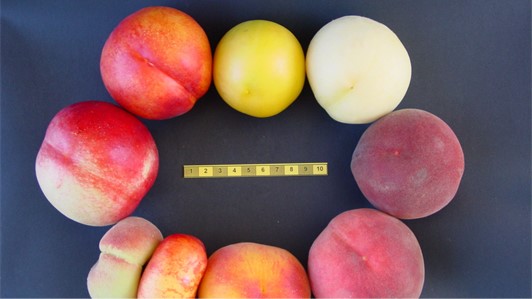 Nuove varietà di pesco e albicocco - MASPES OCM 033