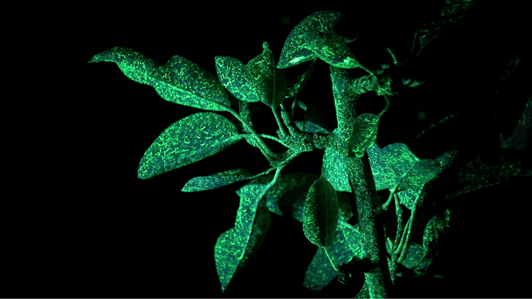 DIRIVA - RATIONALIZATION OF THE METHODS OF DISTRIBUTION OF PLANT PROTECTION PRODUCTS DIRIVA - Rationalization of the methods of distribution of plant protection products