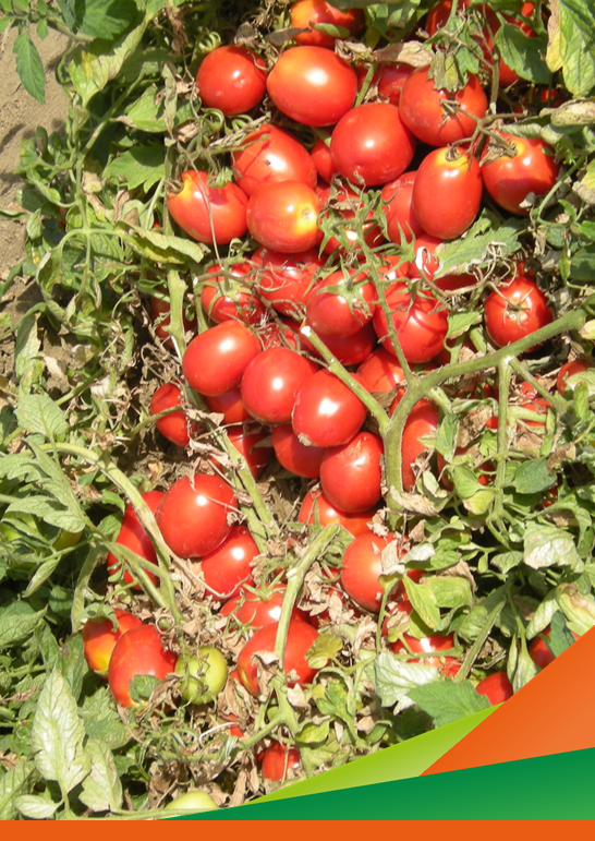 Macchine sarchiatrici a confronto per il diserbo meccanico post emergenza su pomodoro. Gruppo di lavoro e visita del Progetto DUNE