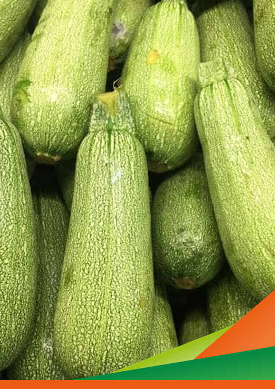 Incontro tecnico del progetto ZUCCHIN-BO sul miglioramento genetico in zucchino, valutazione di ibridi sulla tipologia bolognese per resistenza a virosi