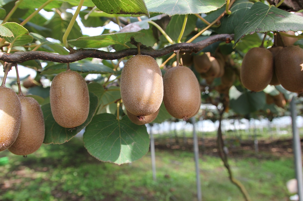 RICERCA E SVILUPPO DI NUOVE VARIETÀ DI ACTINIDIA - ACTINIDIA OCM006 Ricerca e sviluppo di nuove varietà di actinidia - actinidia OCM006
