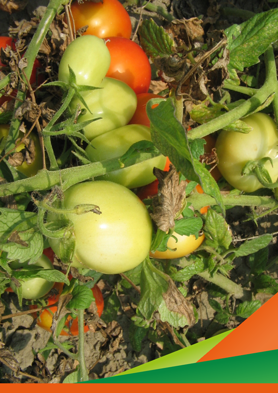 Valutazione varietale e tolleranza Peronospora su pomodoro. Visita in campo del Progetto OCM Resilienza (attività 2.2 - prova 2)