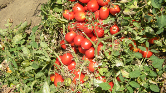 VA.PO.RE - NUOVE VARIETÀ DI POMODORO RESISTENTI VA.PO.RE - nuove varietà di pomodoro resistenti