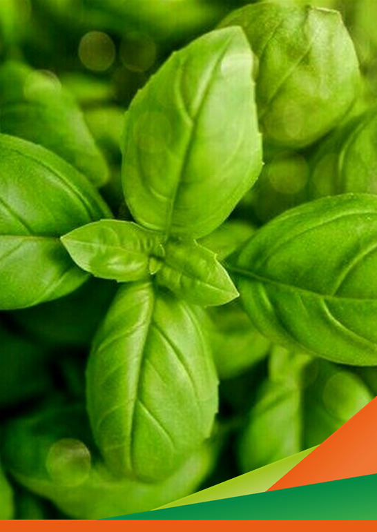 Seminario online di aggiornamento "L'impiego di Micorrize in orticoltura biologica"