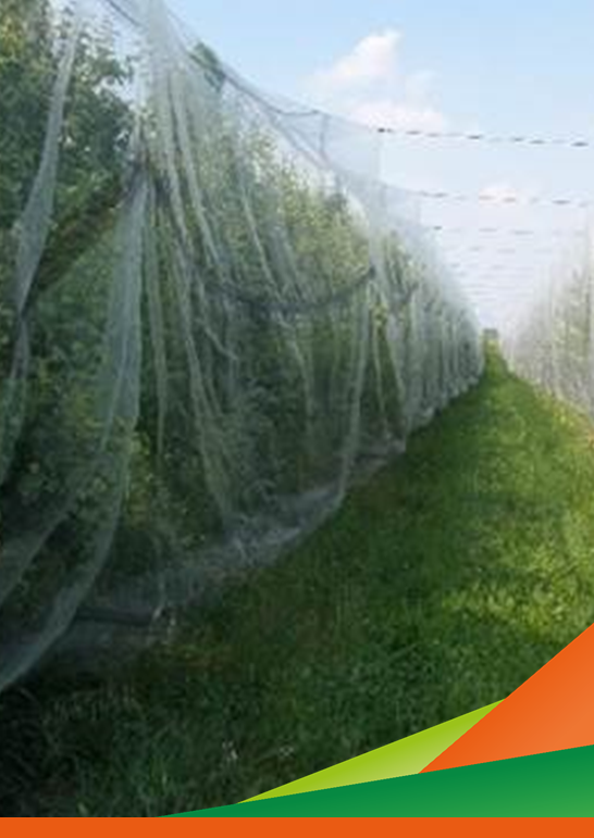 Aggiornamento sulle prove di Cattura Massale di Cimice Asiatica del progetto Integr.Halys