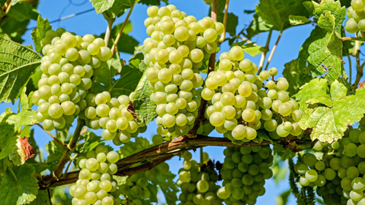 NUOVE VARIETÀ DI VITE RESISTENTI INTERNAZIONALI (PIWI) - CO.VI.RES Nuove varietà di vite resistenti internazionali (PIWI) - CO.VI.RES