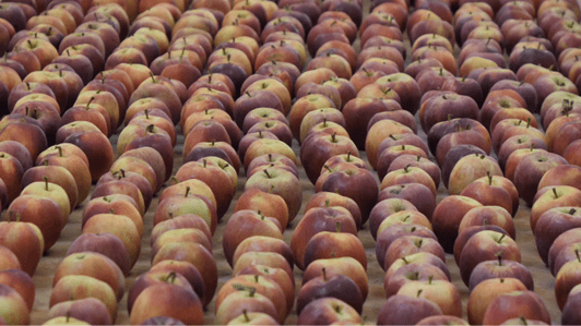 VALORFRUIT - BIODIVERSITÀ PER LA FRUTTICOLTURA LOCALE E DI MONTAGNA VALORFRUIT - Biodiversità per la frutticoltura locale e di montagna
