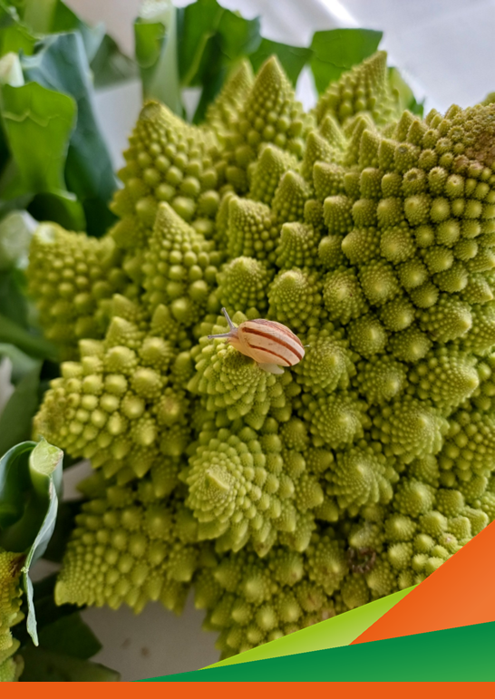 Prove di difesa su cavolfiore biologico - Giornata dimostrativa