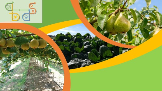 AGRO.BIG.DATA.SCIENCE - BIG DATA PER LE FILIERE DEL KIWI, PERO E SPINACIO Agro.Big.Data.Science - BIG DATA per le filiere del kiwi, pero e spinacio