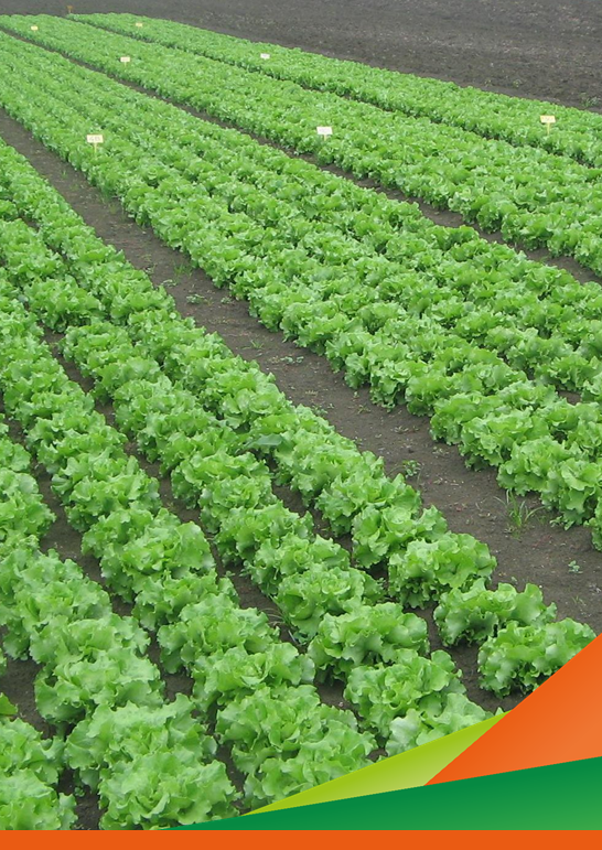 Valutazione dell’efficacia di diverse strategie nel contenimento di afidi su lattuga - OCM Ortofrutta