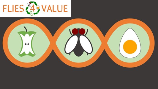 FLIES4VALUE - INSETTI PER LA BIONCONVERSIONE DI SOTTOPRODOTTI AGROALIMENTARI FLIES4VALUE - Insetti per la bionconversione di sottoprodotti agroalimentari