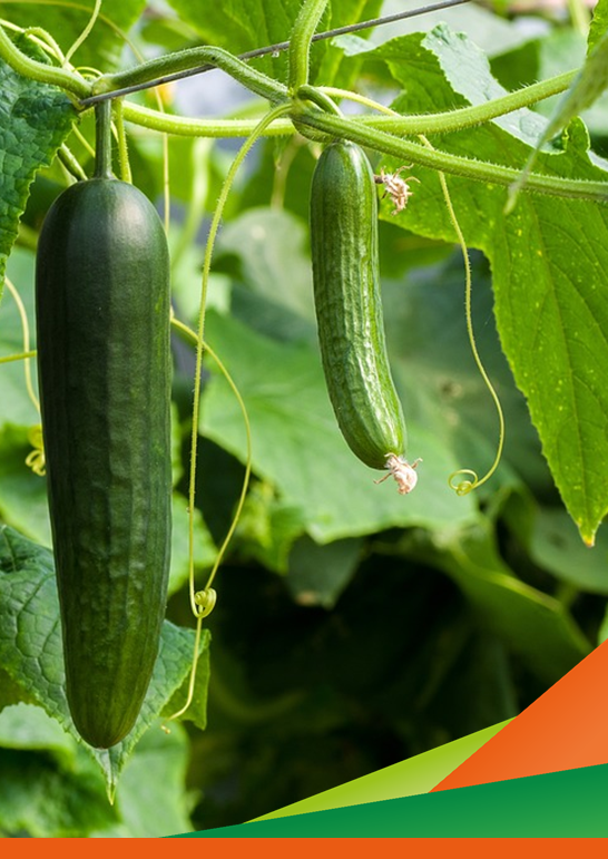 Visita guidata del Progetto FIGARO su "Applicazione pratica di DSS nella fertirrigazione del cetriolo e della melanzana in serra e dello zucchino in pieno campo"