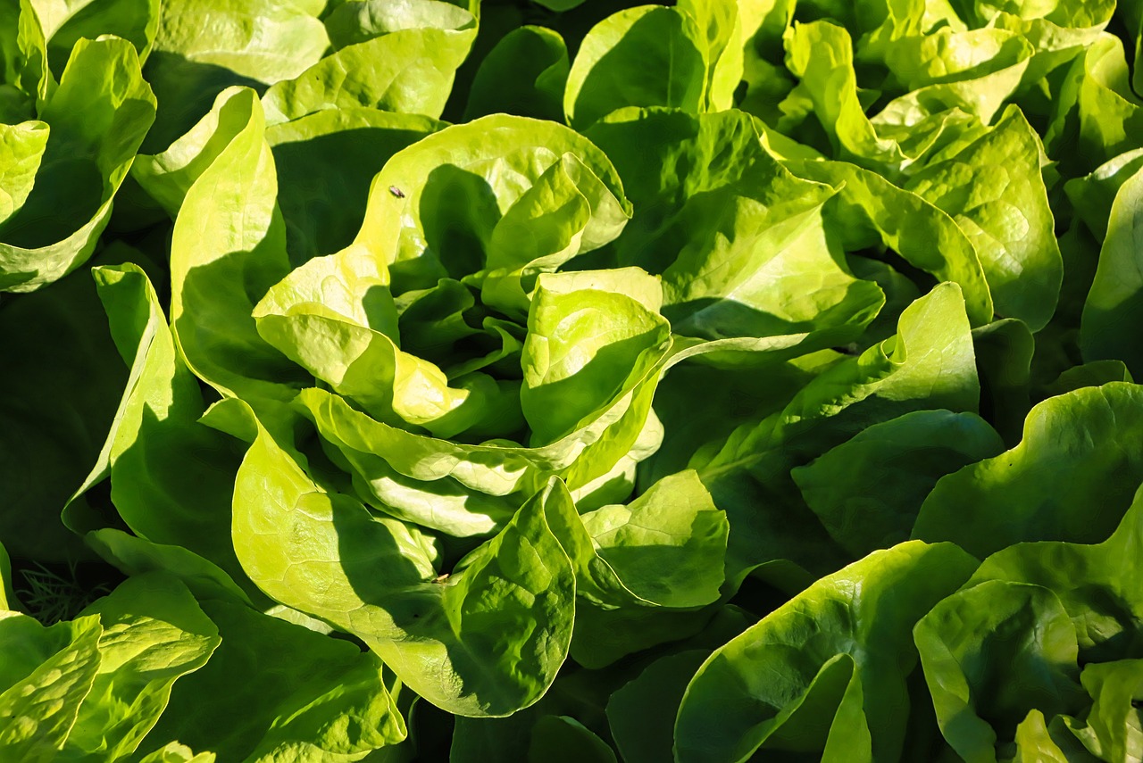 Sottoprogetto 05 - Lattuga coltivata in floating system - GRUPPO VIVA OCM013