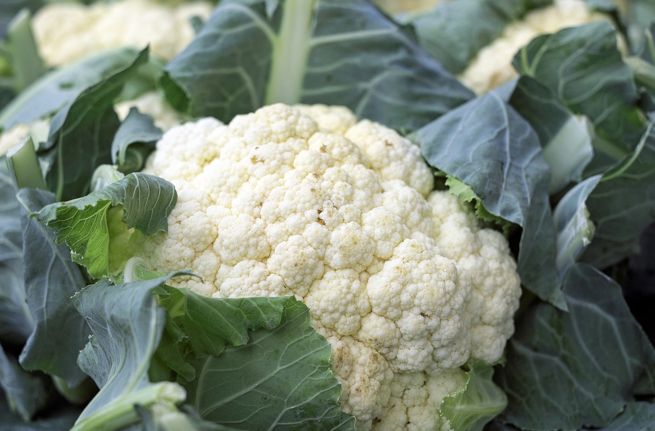 SOTTOPROGETTO 02 - BRASSICACEE: QUALITÀ E ADATTABILITÀ - RICERCA VIVA OCM013 Sottoprogetto 02 - Brassicacee: qualità e adattabilità - RICERCA VIVA OCM013