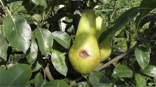 MAC - BROWN SPOT OF PEAR: CAUSAL AGENTS AND INNOVATIVE TECHNIQUES FOR PREVENTION AND CONTAINMENT MAC - BROWN SPOT OF PEAR: CAUSAL AGENTS AND INNOVATIVE TECHNIQUES FOR PREVENTION AND CONTAINMENT