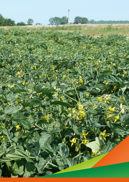 Prove e valutazioni agronomiche e fitosanitarie utili all’adozione di pratiche a basso impatto per le colture orticole