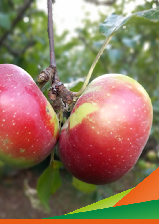 Tecniche di gestione del frutteto di Rosa Romana in biologico - Giornata dimostrativa del progetto IBIO-ER