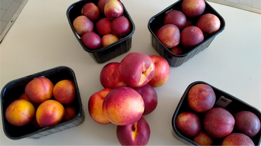 Miglioramento genetico pesco Regione Piemonte -  MASPES OCM 028