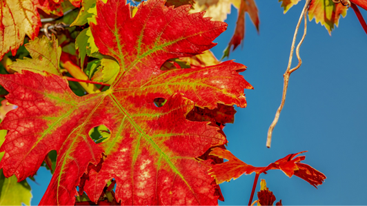 VINE LEAF FOR LIFE - PRINCIPI ATTIVI A USO NUTRACEUTICO IN FOGLIE DI VITE VINE LEAF FOR LIFE - principi attivi a uso nutraceutico in foglie di vite