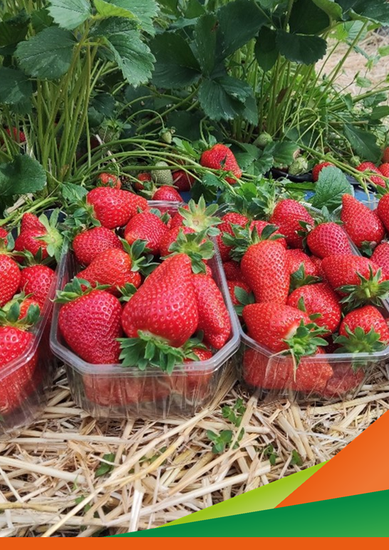 La fragola Elodì in coltura protetta