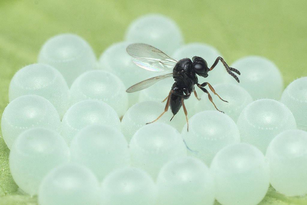 HALY.BIO - LOTTA BIOLOGICA ALLA CIMICE ASIATICA HALY.BIO - LOTTA BIOLOGICA ALLA CIMICE ASIATICA