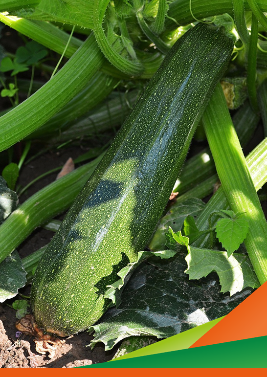 Incontro tecnico del progetto ZUCCHIN-BO - Miglioramento genetico in zucchino, valutazione di ibridi nell'areale bolognese