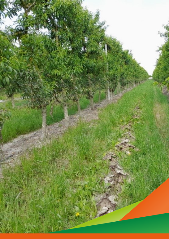 Suolo, fertilità, matrici organiche: approfondirne la conoscenza per le future gestioni agronomiche  - Webinar del progetto "Itinerari suoli di pianura"