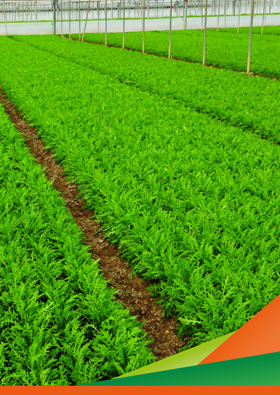 Visita guidata alle prove del Progetto ORTO.BIO.WEED sulla difesa da Altica su rucola in coltura protetta e da Afidi su zucchino in biologico