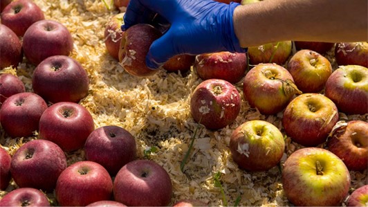 Valorizzazione della Melannurca tramite impiego dell'ozono -  OCM 040