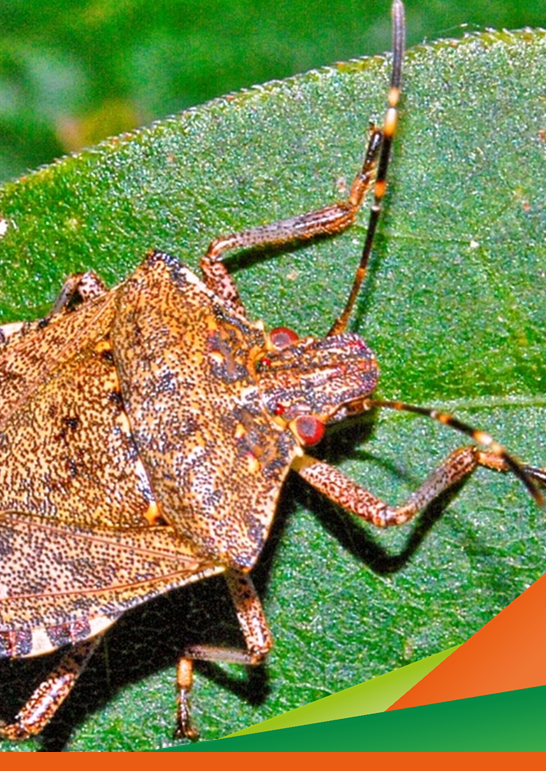 La cimice asiatica: biologia, tecniche di monitoraggio e strategie di difesa delle colture - incontro online